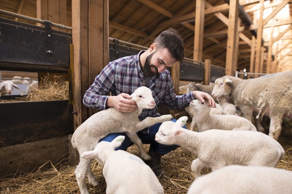 Successful farming. Happy farmer playing with animals at farm.