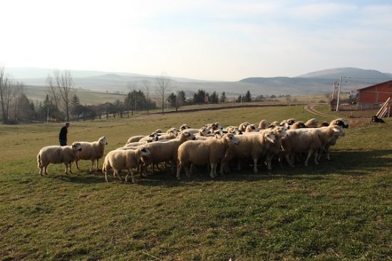 Stado ovaca na gazdinstvu Sredojevića – Copy