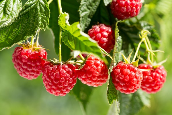 ripe raspberries in a garden
