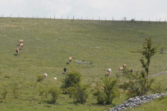 Stado domaćinstva Rakocevic- Budjevo-600×400