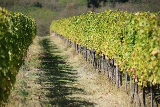Vinogradi vinarije Jovac – noseća fotografija