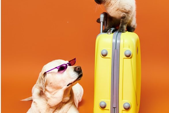 A,Dog,Comfortably,Sitting,On,A,Suitcase,Next,To,A